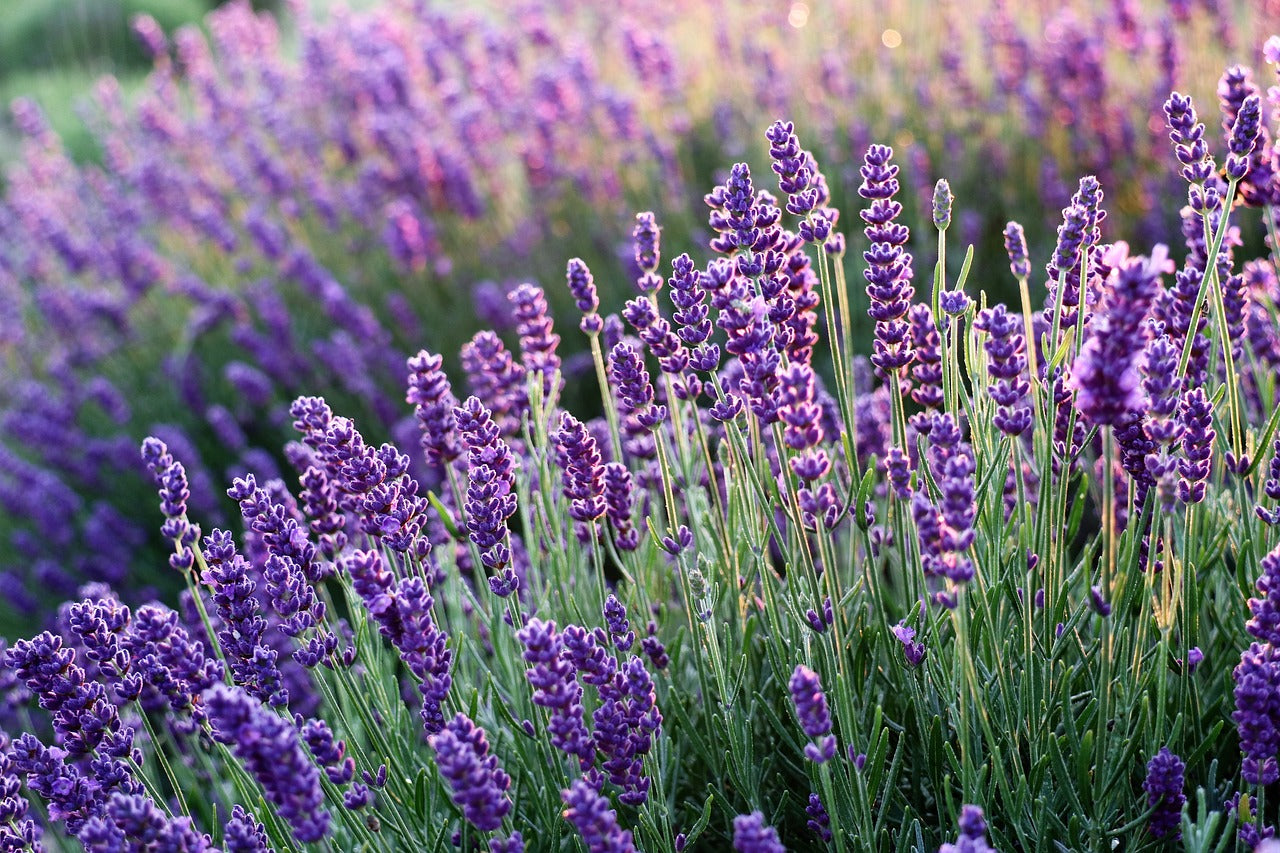 Field of purple lavender