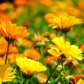 Sunny yellow and orange calendula flowers