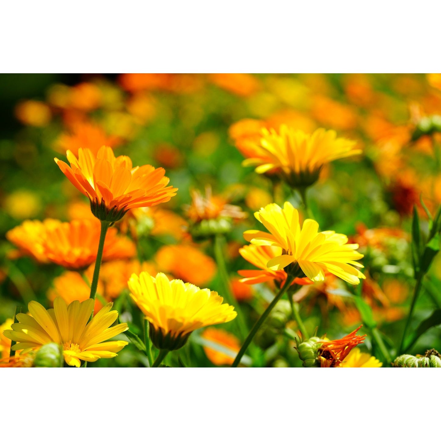 Sunny yellow and orange calendula flowers