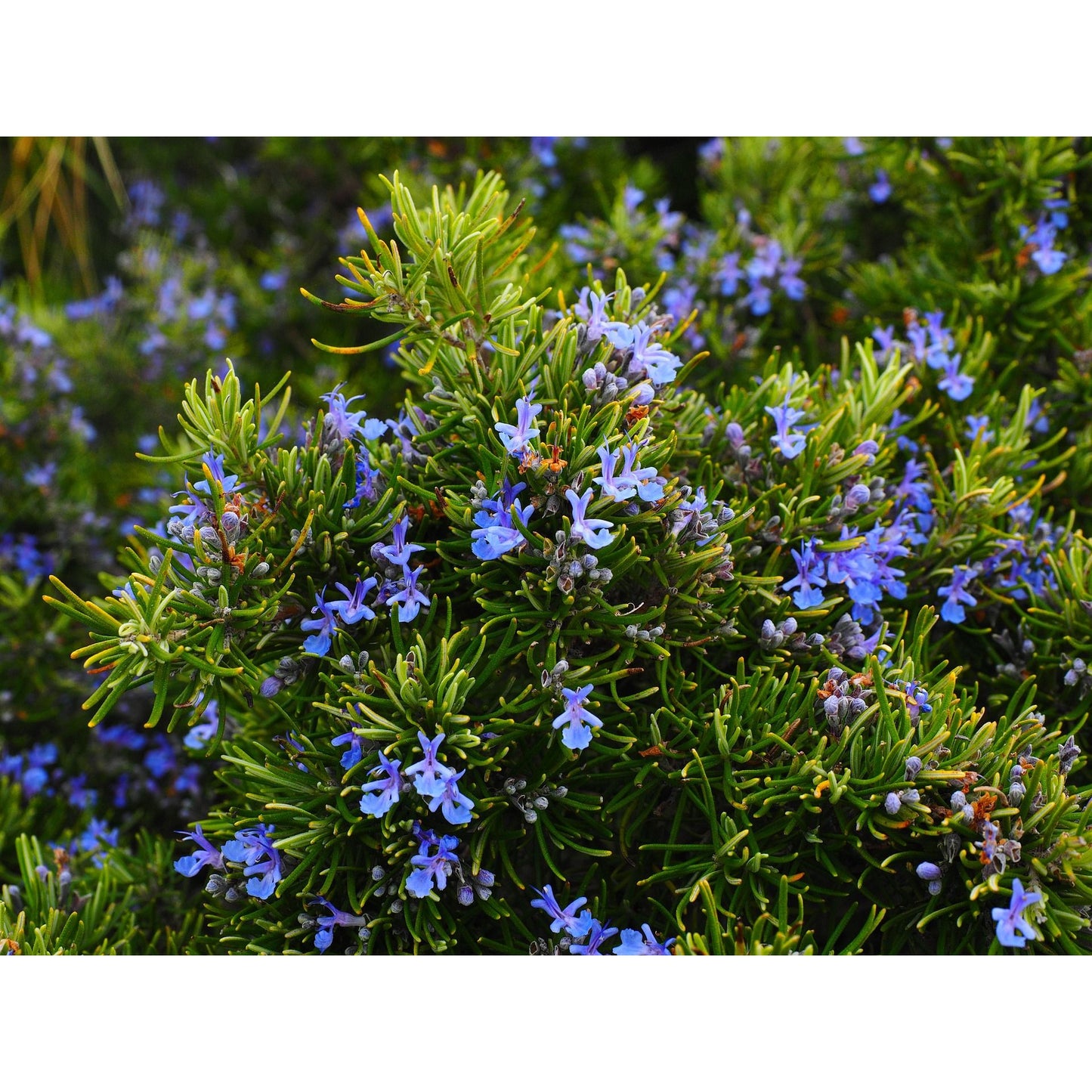 Rosemary plant with green foliage and blue flowers