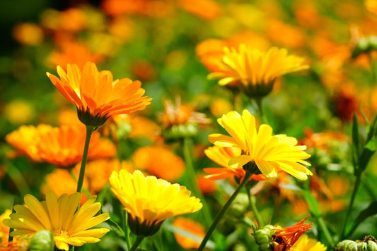 Close-up of vibrant calendula flowers in a sunny garden, natural skincare botanical ingredient