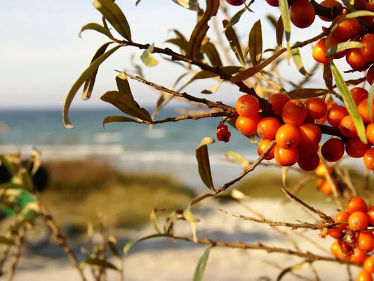 Sea buckthorn berries on branch with green leaves, seaside background, natural skincare ingredient