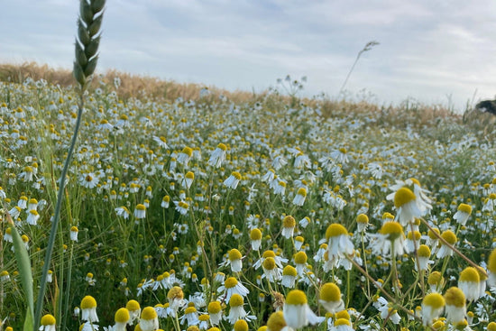 Field of white and yellow chamomile  flowers with a cloudy blue sky in the background