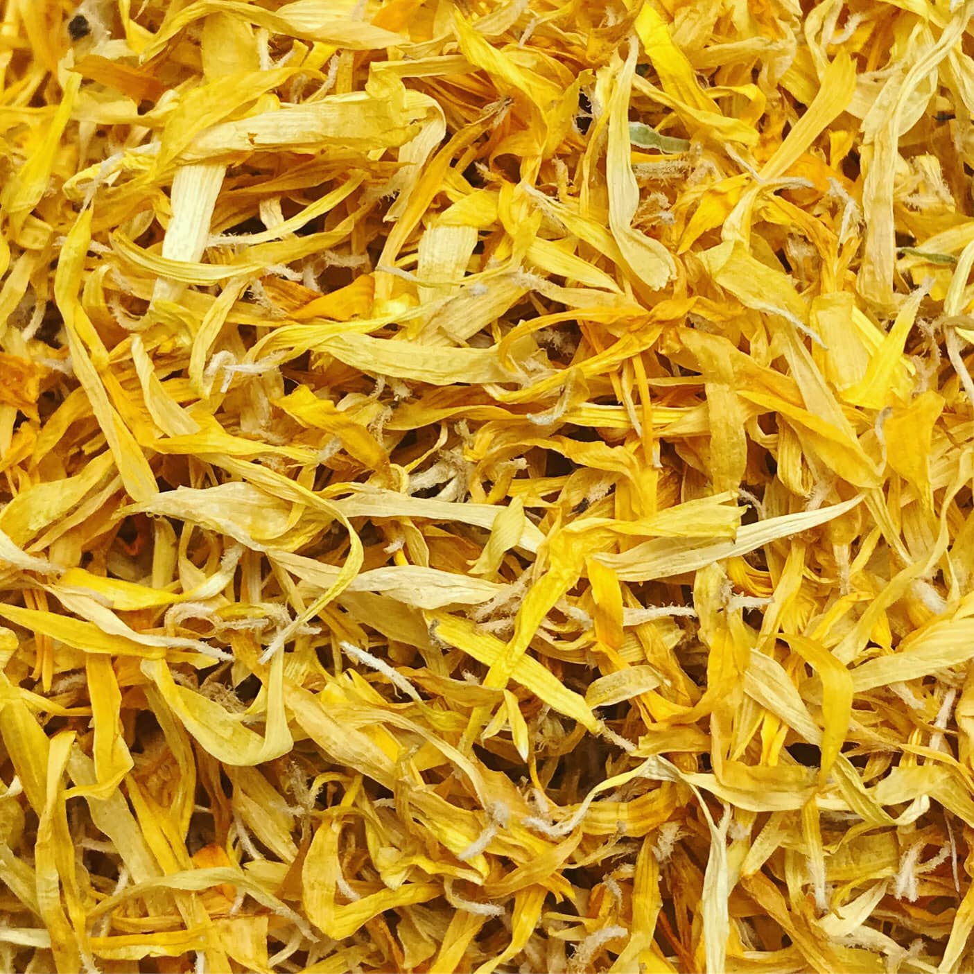 Yellow dried calendula petals