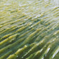 Glossy natural green soap slab freshly poured with wave like textured top