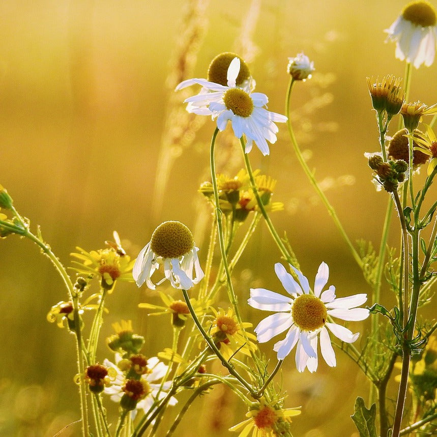 White daisy flowers of chamomile plant with golden hour meadow background