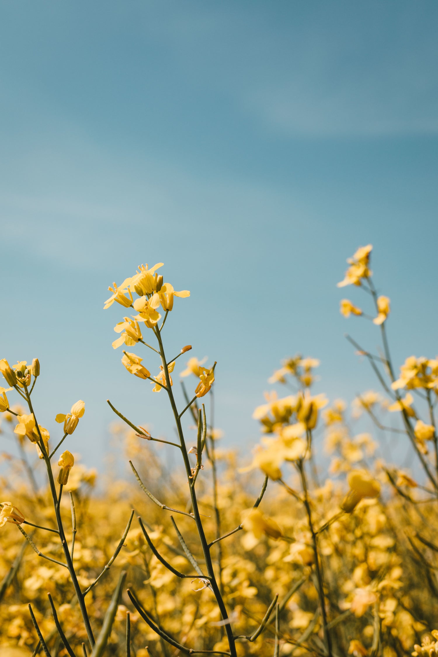 Yellow rapeseed flowers with blue sky background