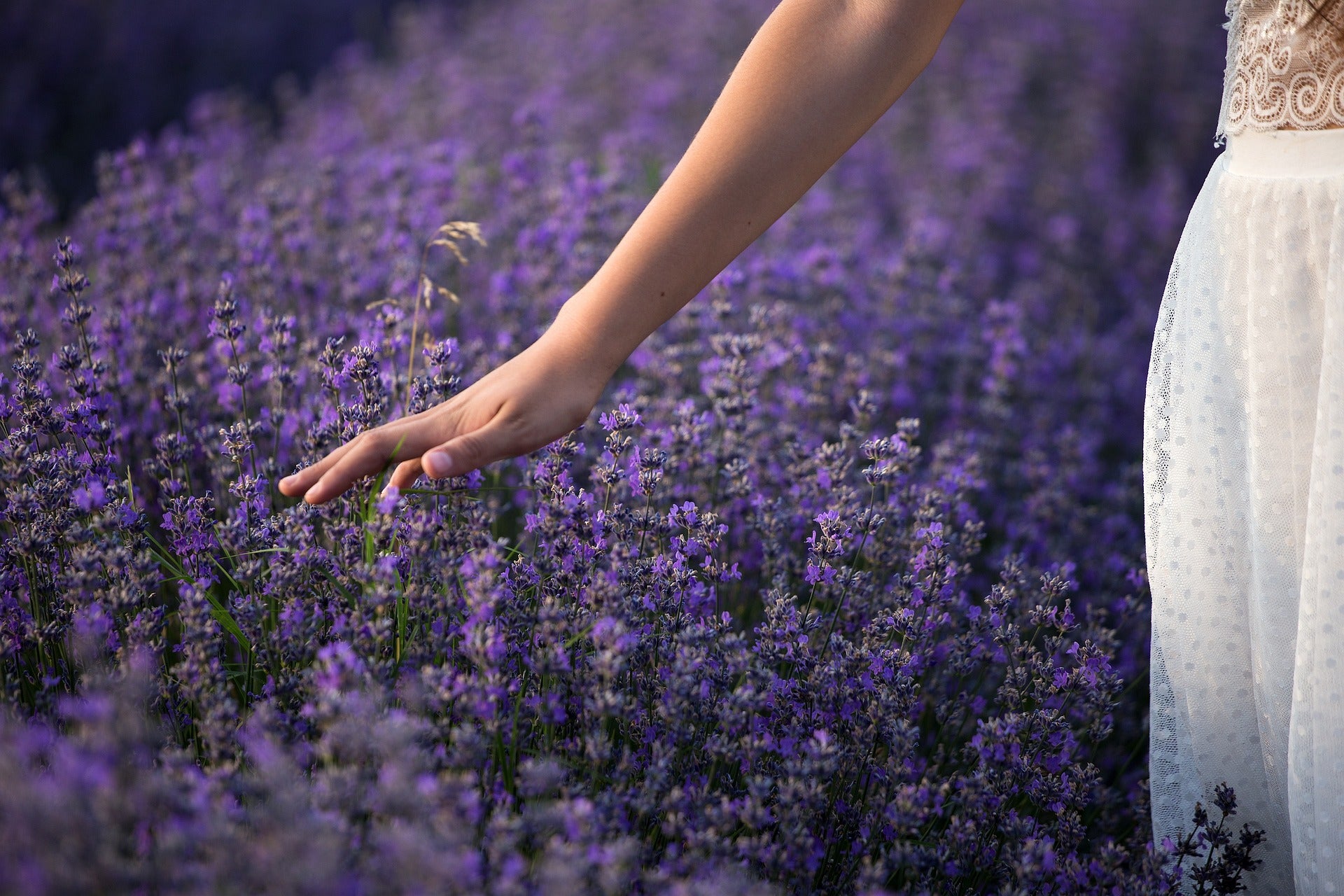 Field of purple lavender flowers with white female arm and white dress