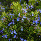 Rosemary plant with green foliage and blue flowers