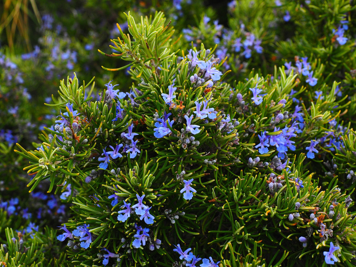 Rosemary plant with green foliage and blue flowers